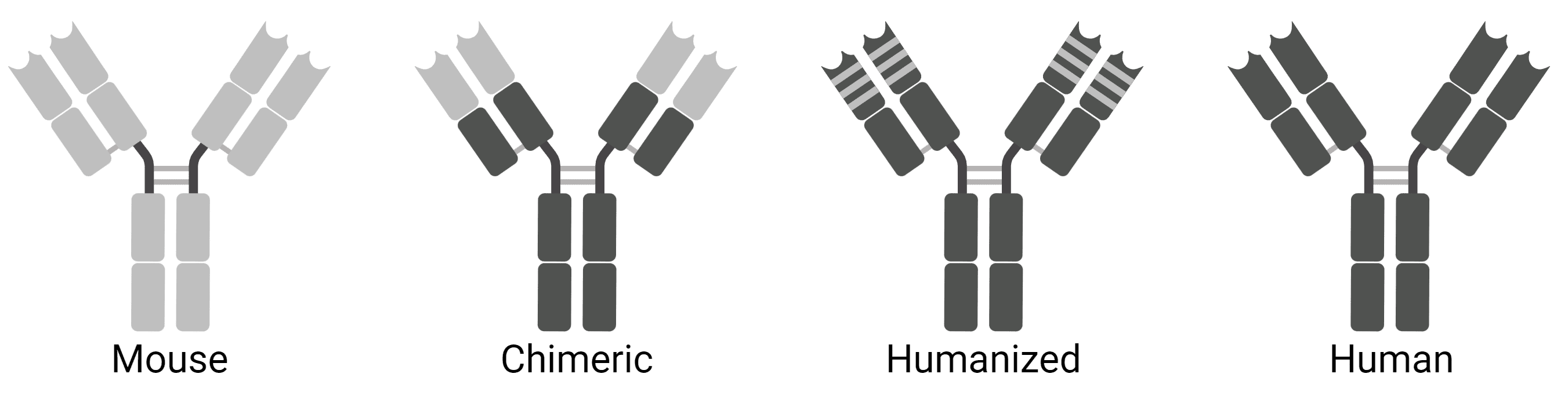 Diagram of chimeric and humanized antibodies