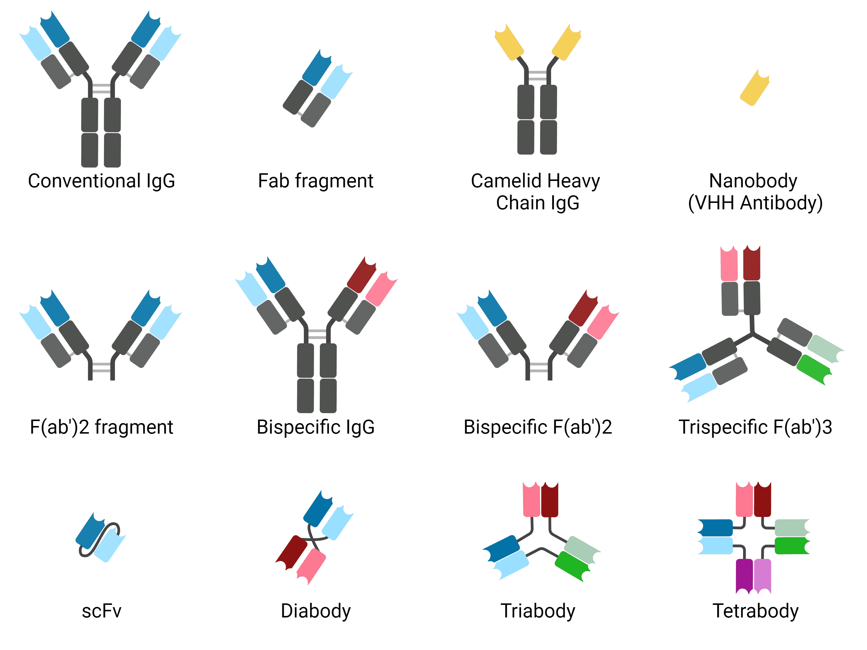 Diagram of 12 common antibody formats