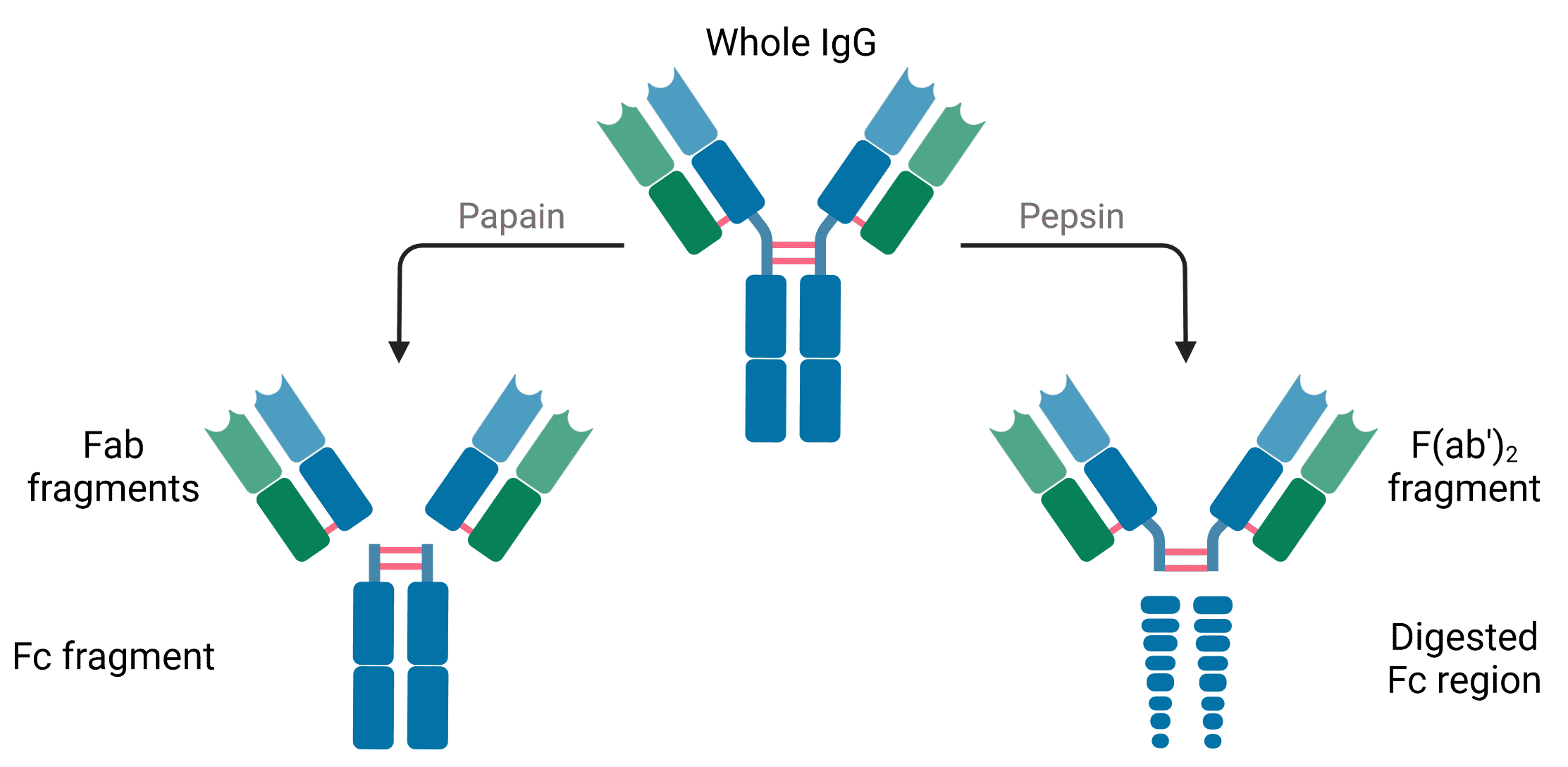 Diagram of an IgG digested by papain and pepsin to produce different domains