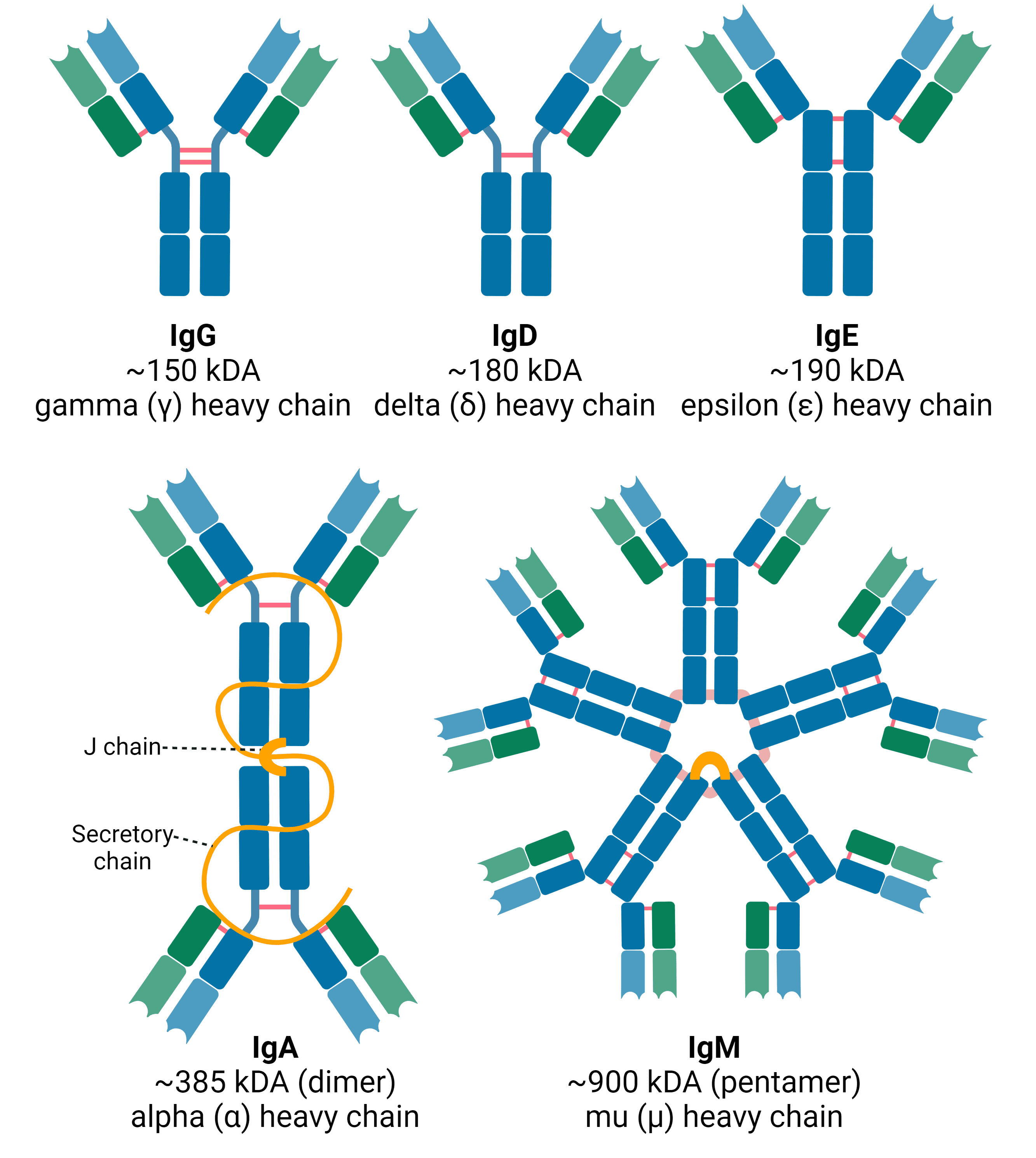 Diagram of the 5 mammalian immunoglobulin isotypes