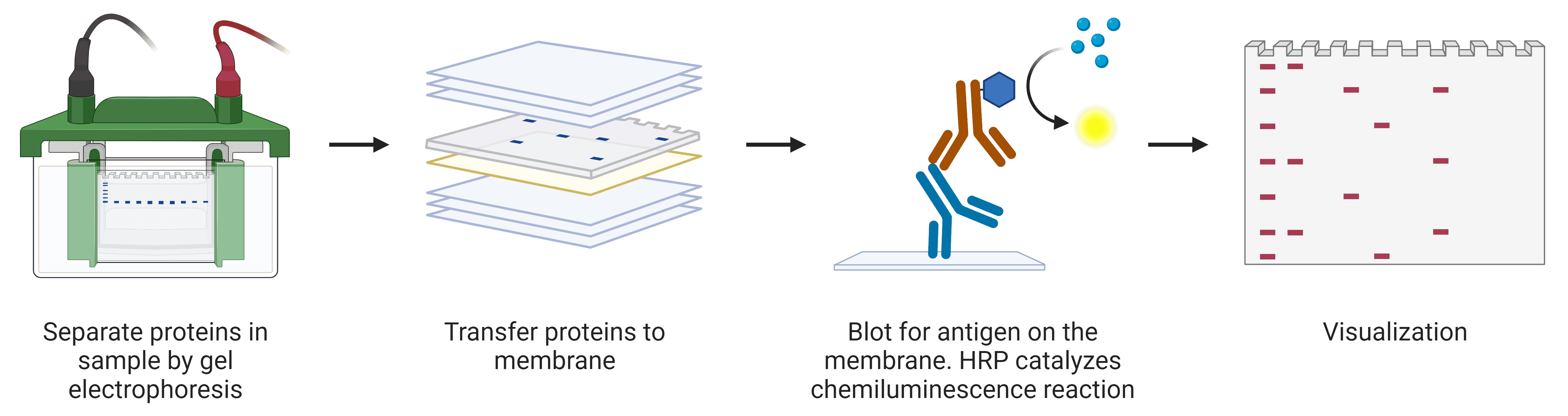 Diagram of the western blot procedure