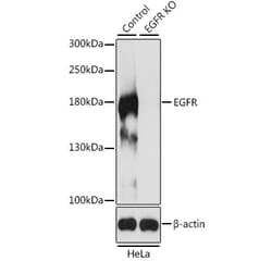KO Validation - Anti-EGFR Antibody (A11351) - Antibodies.com