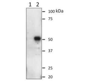 Western Blot - Anti-Oct6 (POU3F1) Antibody (060204E04) - Antibodies.com