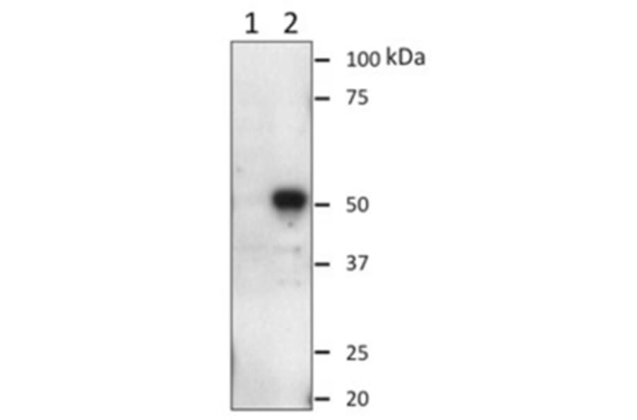 Western Blot - Anti-Oct6 (POU3F1) Antibody (060204E04) - Antibodies.com