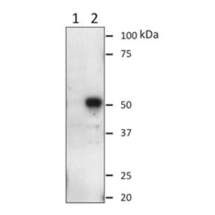 Western Blot - Anti-Oct6 (POU3F1) Antibody (060204E04) - Antibodies.com