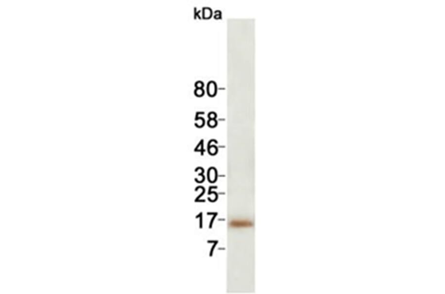 Western Blot - Anti-Cystatin-C Antibody (0611210C10) - Antibodies.com