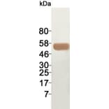 Western Blot - Anti-ACT Antibody (0611711B12) - Antibodies.com