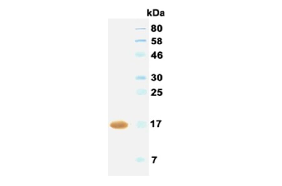 Western Blot - Anti-IFNA2 (IFNα2) Antibody (062402B04) - Antibodies.com