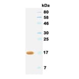 Western Blot - Anti-IFNA2 (IFNα2) Antibody (062402B04) - Antibodies.com