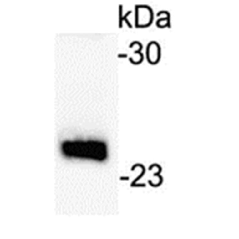 Western Blot - Anti-IGJ Antibody (062607A06) - Antibodies.com