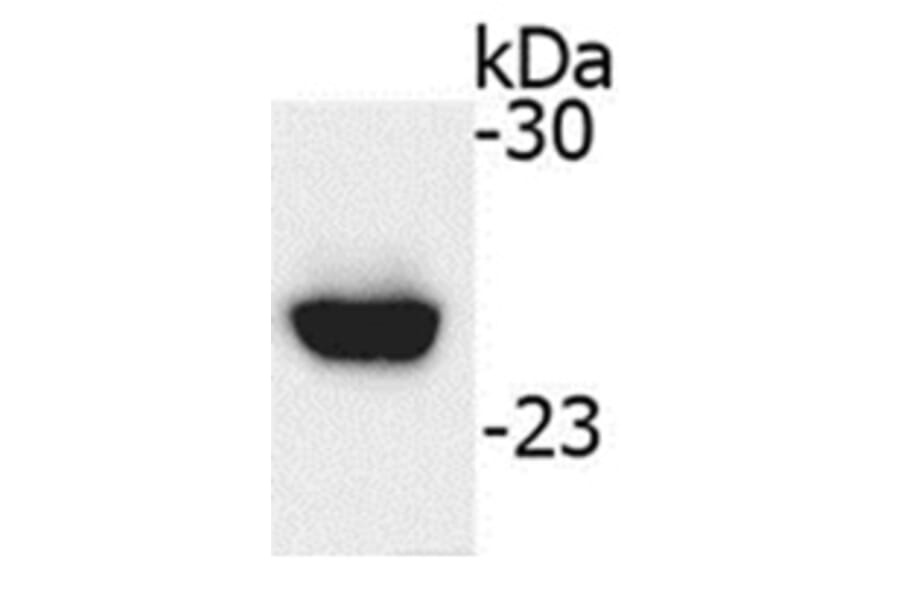 Western Blot - Anti-IGJ Antibody (062615H10) - Antibodies.com