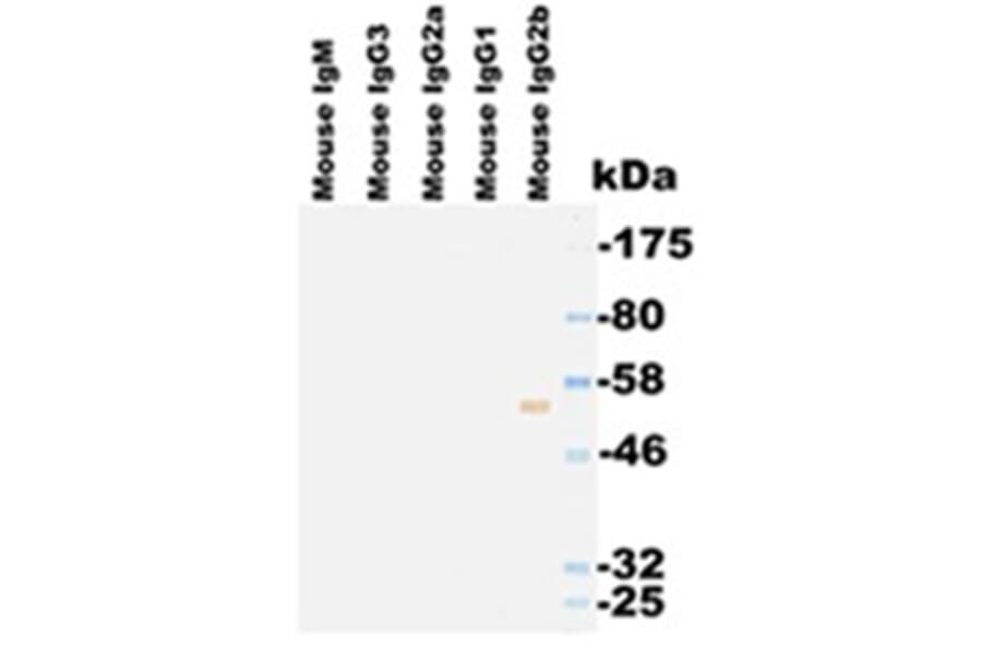 Western Blot - Anti-IgG2b Antibody (063308E12) - Antibodies.com