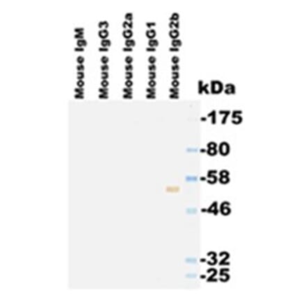 Western Blot - Anti-IgG2b Antibody (063308E12) - Antibodies.com