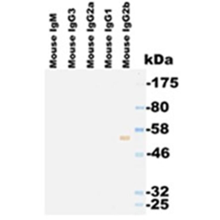 Western Blot - Anti-IgG2b Antibody (063308E12) - Antibodies.com