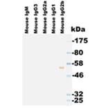Western Blot - Anti-IgG2b Antibody (063308E12) - Antibodies.com