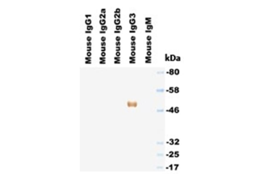 Western Blot - Anti-IgG3 Antibody (HRP) (063308G01H) - Antibodies.com