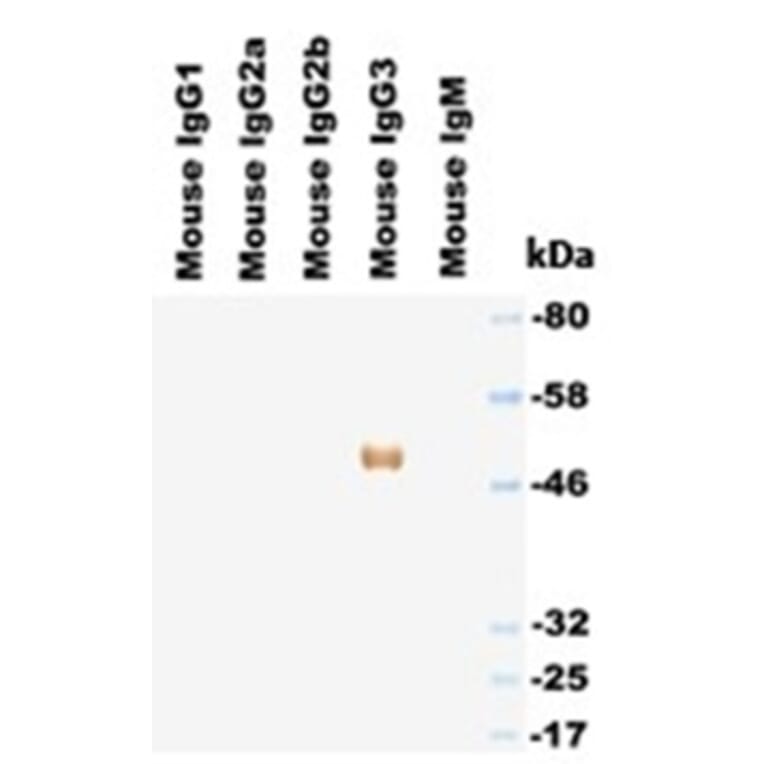 Western Blot - Anti-IgG3 Antibody (HRP) (063308G01H) - Antibodies.com