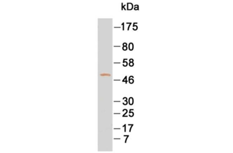 Western Blot - Anti-IgG4 Antibody (068709G12) - Antibodies.com