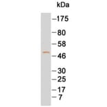 Western Blot - Anti-IgG4 Antibody (068709G12) - Antibodies.com