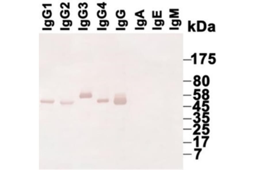 Western Blot - Anti-IgG Antibody (068715G06) - Antibodies.com