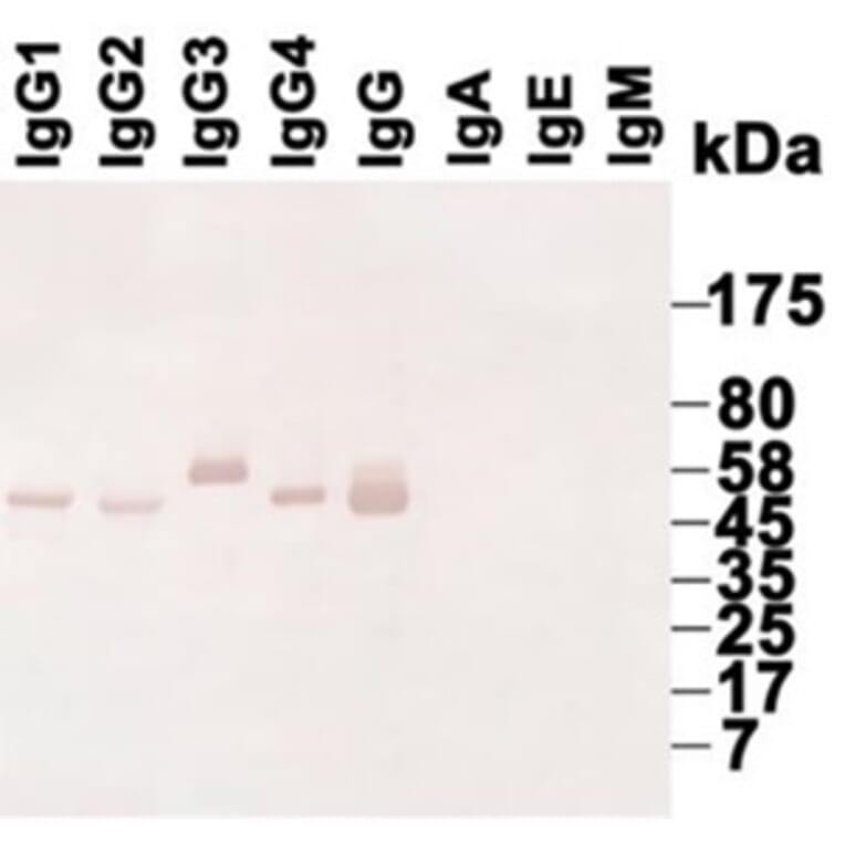 Western Blot - Anti-IgG Antibody (068715G06) - Antibodies.com