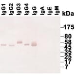 Western Blot - Anti-IgG Antibody (068715G06) - Antibodies.com