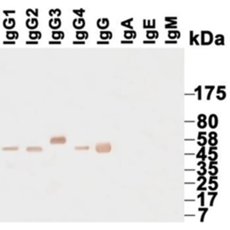Western Blot - Anti-IgG Antibody (HRP) (068715G06H) - Antibodies.com