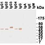 Western Blot - Anti-IgG Antibody (HRP) (068715G06H) - Antibodies.com