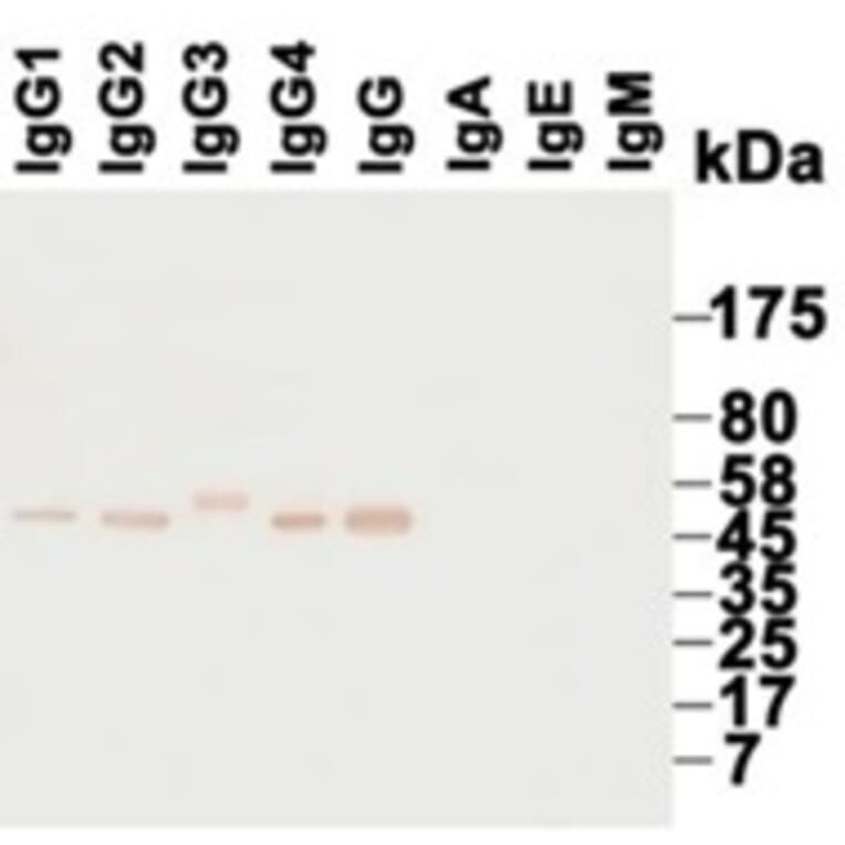 Western Blot - Anti-IgG Antibody (HRP) (068805H01H) - Antibodies.com