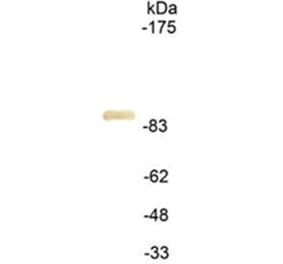 Western Blot - Anti-HA Tag Antibody (111614A09) - Antibodies.com
