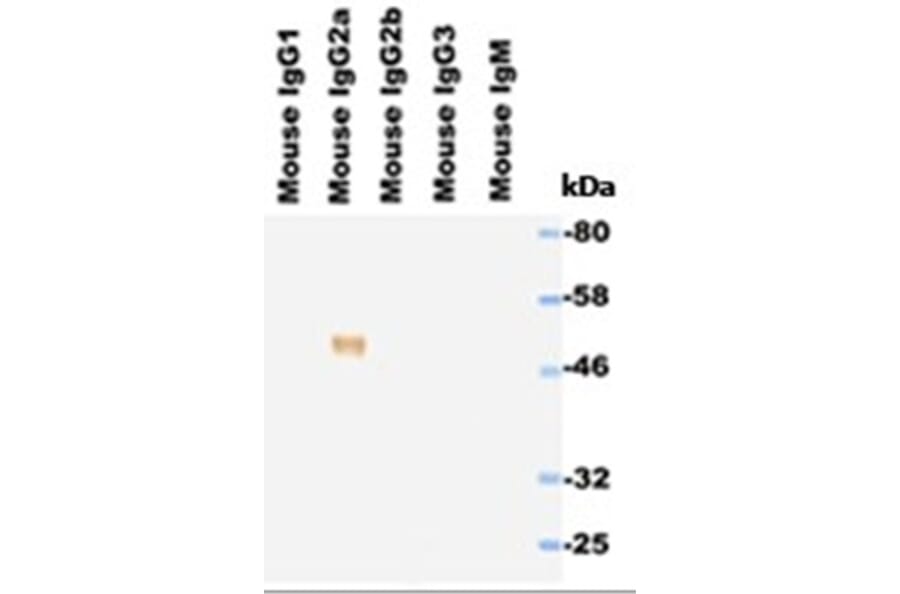 Western Blot - Anti-IgG2a Antibody (HRP) (111711E12H) - Antibodies.com