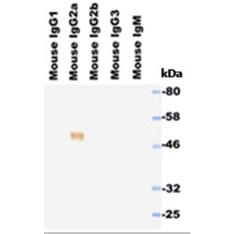 Western Blot - Anti-IgG2a Antibody (HRP) (111711E12H) - Antibodies.com