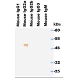 Western Blot - Anti-IgG2a Antibody (HRP) (111711E12H) - Antibodies.com