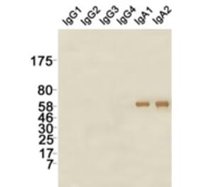 Western Blot - Anti-IgA Antibody (115604G07) - Antibodies.com