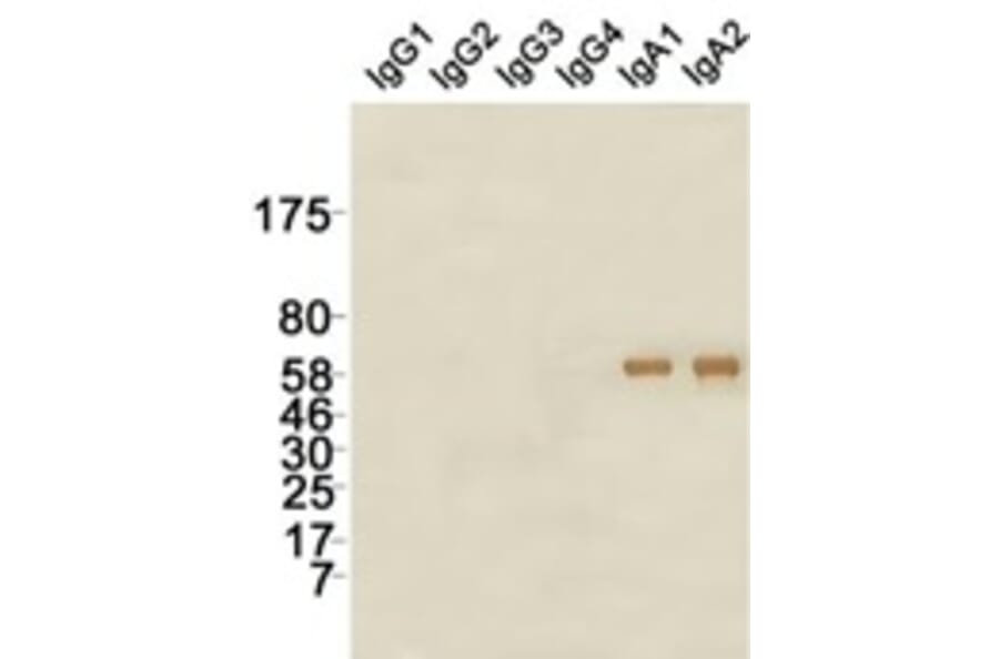 Western Blot - Anti-IgA Antibody (115604G07) - Antibodies.com