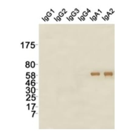 Western Blot - Anti-IgA Antibody (115604G07) - Antibodies.com