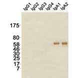 Western Blot - Anti-IgA Antibody (115604G07) - Antibodies.com