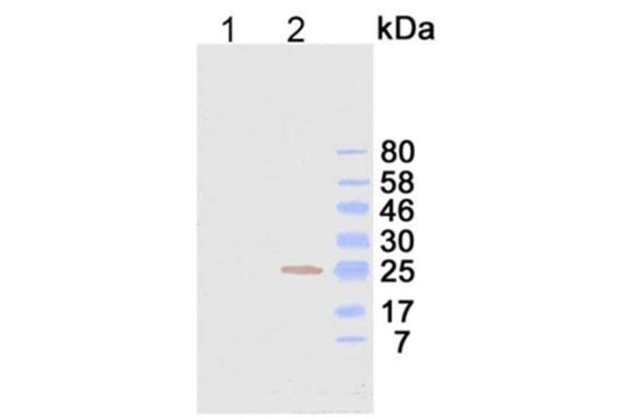 Western Blot - Anti-Ig Kappa Light Chain Antibody (116111C10) - Antibodies.com