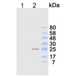 Western Blot - Anti-Ig Kappa Light Chain Antibody (116111C10) - Antibodies.com