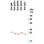 Western Blot - Anti-Ig Kappa Light Chain Antibody (HRP) (161601D09H) - Antibodies.com