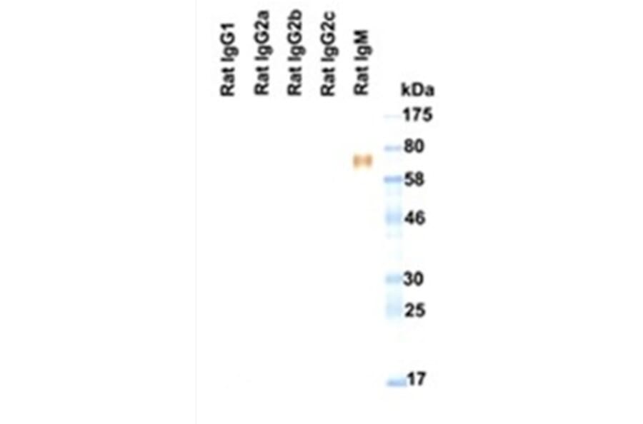 Western Blot - Anti-IgM Antibody (HRP) (161608B08H) - Antibodies.com