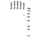 Western Blot - Anti-IgM Antibody (HRP) (161608B08H) - Antibodies.com