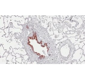 Immunohistochemistry - Anti-S162 phospho-MAPRE3 (EB3) Antibody (163404B07) - Antibodies.com