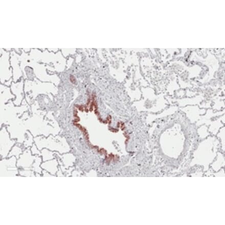 Immunohistochemistry - Anti-S162 phospho-MAPRE3 (EB3) Antibody (163404B07) - Antibodies.com