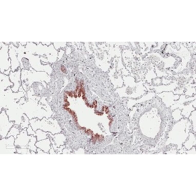 Immunohistochemistry - Anti-S162 phospho-MAPRE3 (EB3) Antibody (163404B07) - Antibodies.com