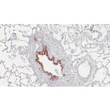 Immunohistochemistry - Anti-S162 phospho-MAPRE3 (EB3) Antibody (163404B07) - Antibodies.com