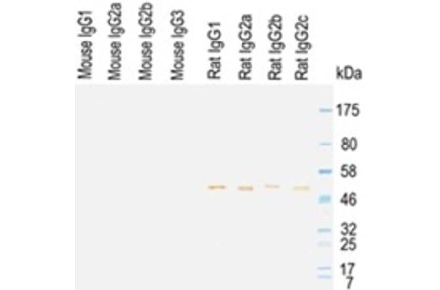 Western Blot - Anti-IgG (H chains) Antibody (HRP) (OLIGOAB01H) - Antibodies.com