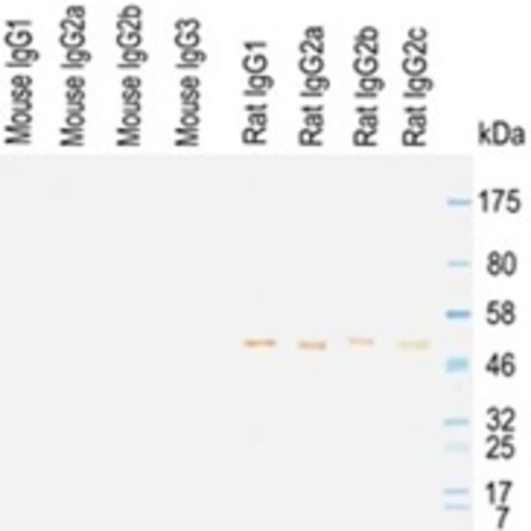 Western Blot - Anti-IgG (H chains) Antibody (HRP) (OLIGOAB01H) - Antibodies.com