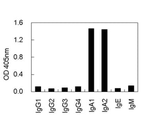 Cross-Reactivity Test - Anti-IgA Antibody (010106E09) - Antibodies.com