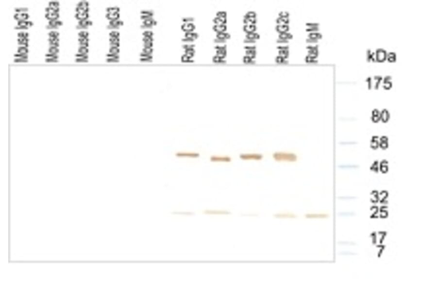 Western Blot - Anti-IgG (H&L) Antibody (HRP) (OLIGOAB02H) - Antibodies.com